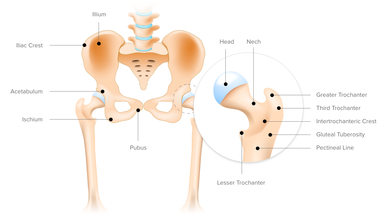 Tight hip flexors are a real pain - Bone & Joint