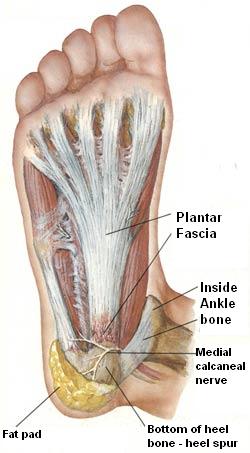 needle pain in heel