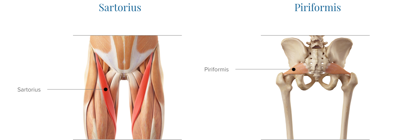 Ligaments, tendons, and muscles of the hip joint