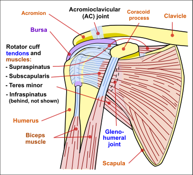 The Most Common Shoulder Injuries and 