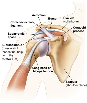 inflamed shoulder tendons
