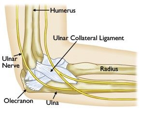 ulnar collateral ligament elbow
